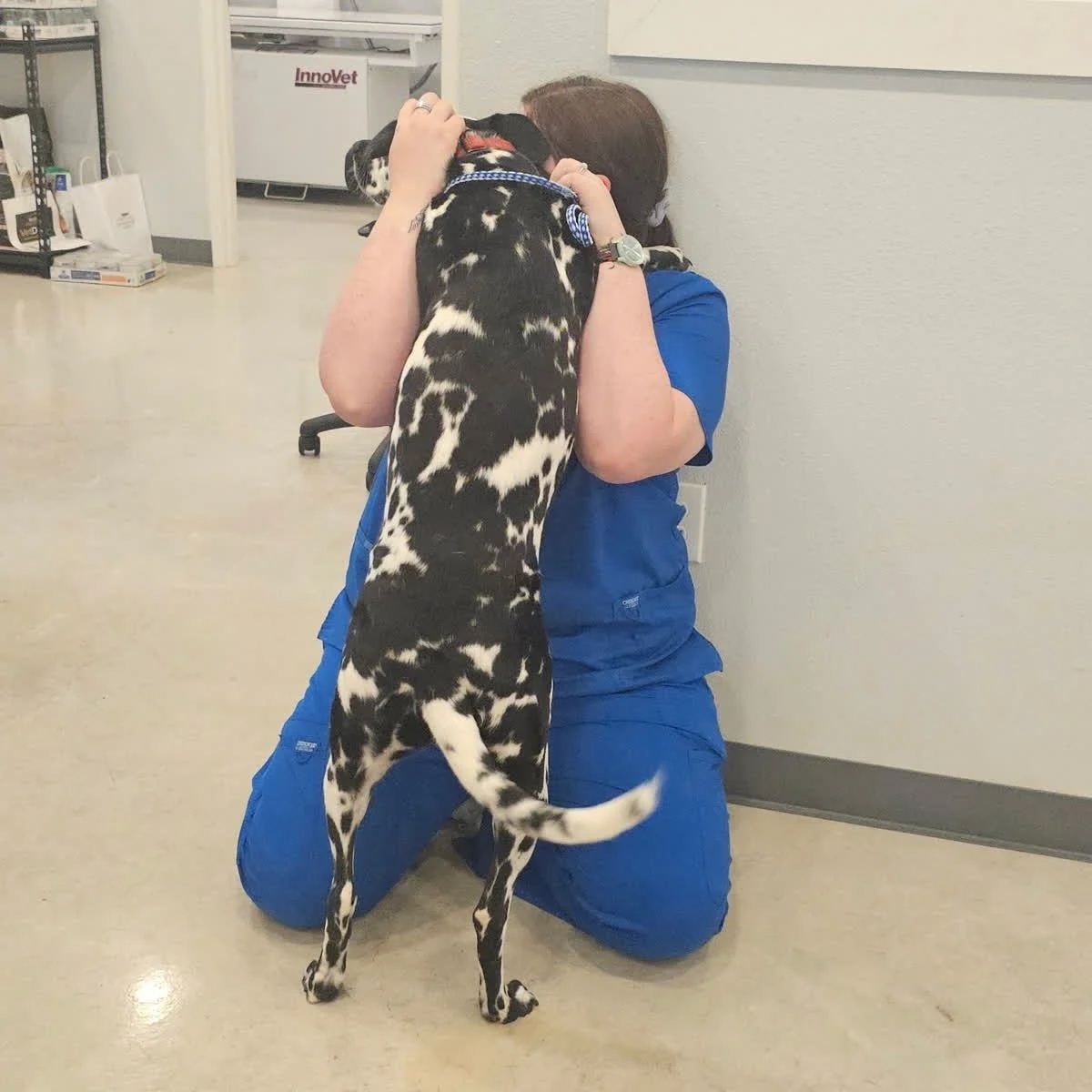 Clinic dance break, starring Emily and Ingrid. #letsdance #dalmation #driftwoodtx #vettech #wildflowerah