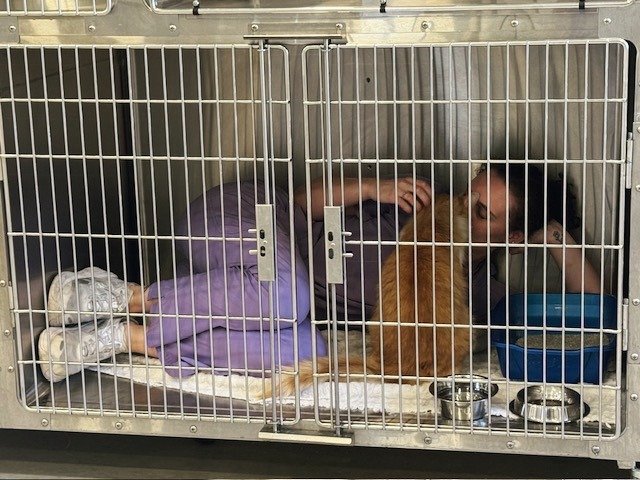 Purr‑sonal space? Oliva has never heard of it. #vettech #driftwoodtx #catlovers