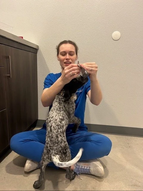 The treat is actually heartworm prevention, but don&rsquo;t tell Nova that! #gsppuppy #vettechlife #driftwoodtx