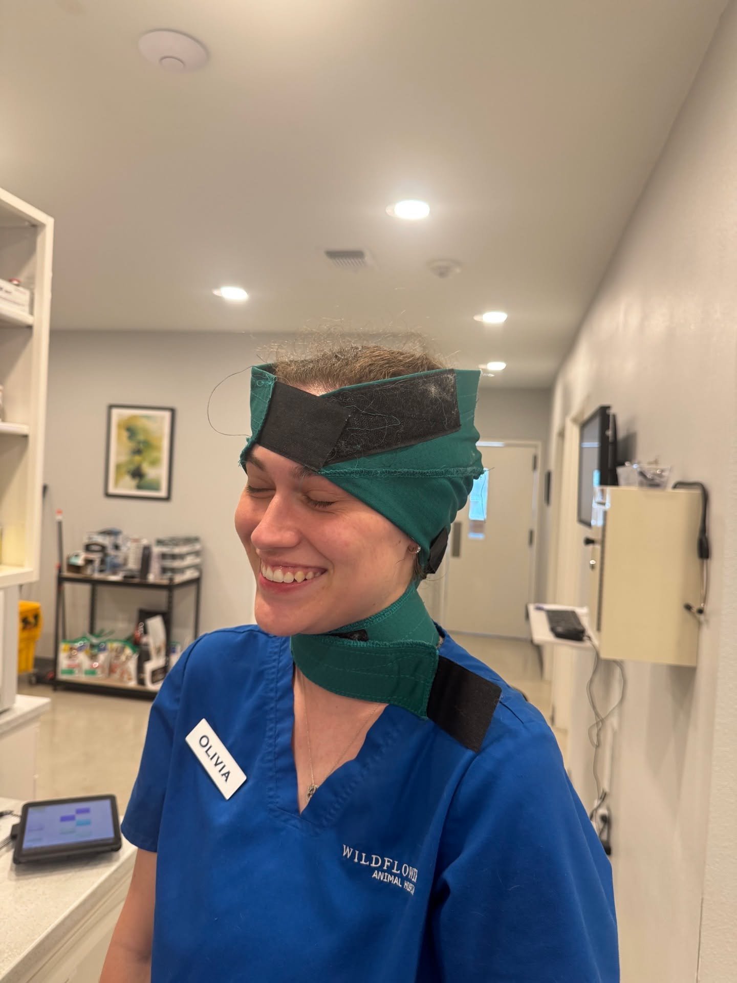 Oliva testing out a No-Flap Ear Wrap. She's serious about quality control! #vettechlife #driftwoodtx #veterinaryclinic