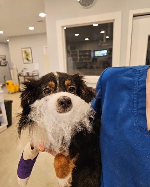 Nice try Aspen, but we'd recognize that wagging tail anywhere. #incognito #driftwoodtx #veterinary #dogoftheday