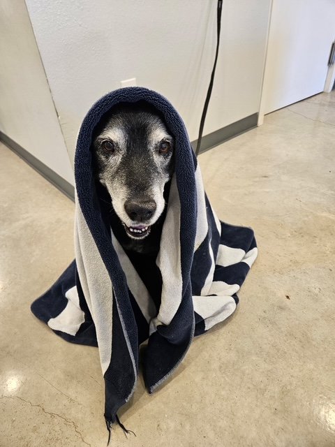 Even Jedi Masters need their check-ups. #Obi #returnofthejedi #driftwoodtx #dogoftheday