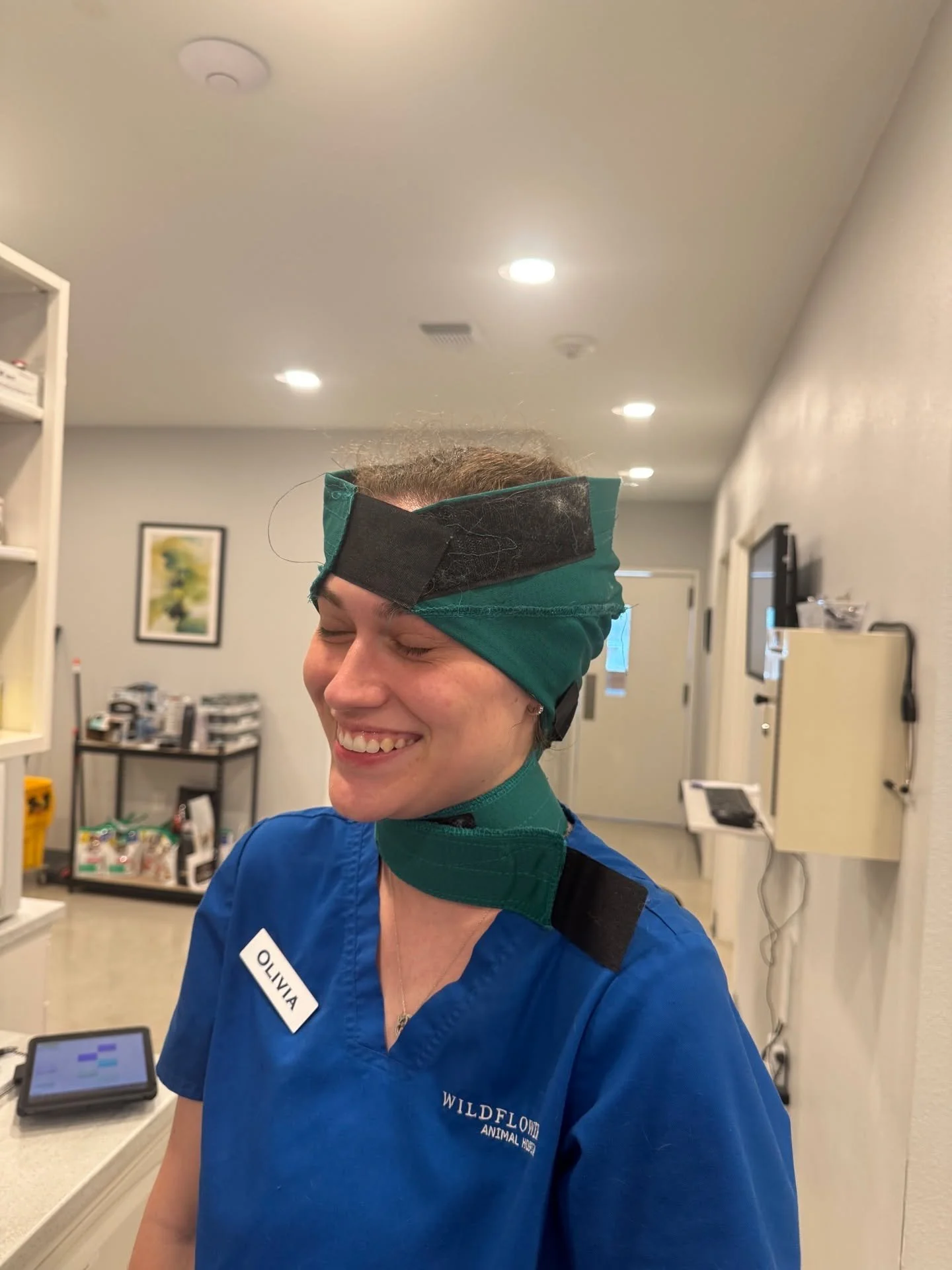 Oliva testing out a No-Flap Ear Wrap. She's serious about quality control! #vettechlife #driftwoodtx #veterinaryclinic