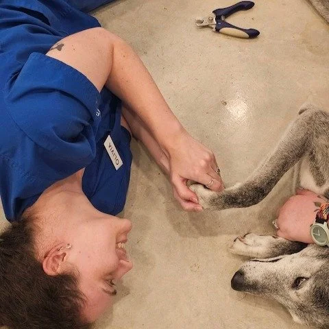 Pawsitive vibes for a perfect nail trim. #wildfloweranimalhospital #driftwoodtx #manicure #vettech