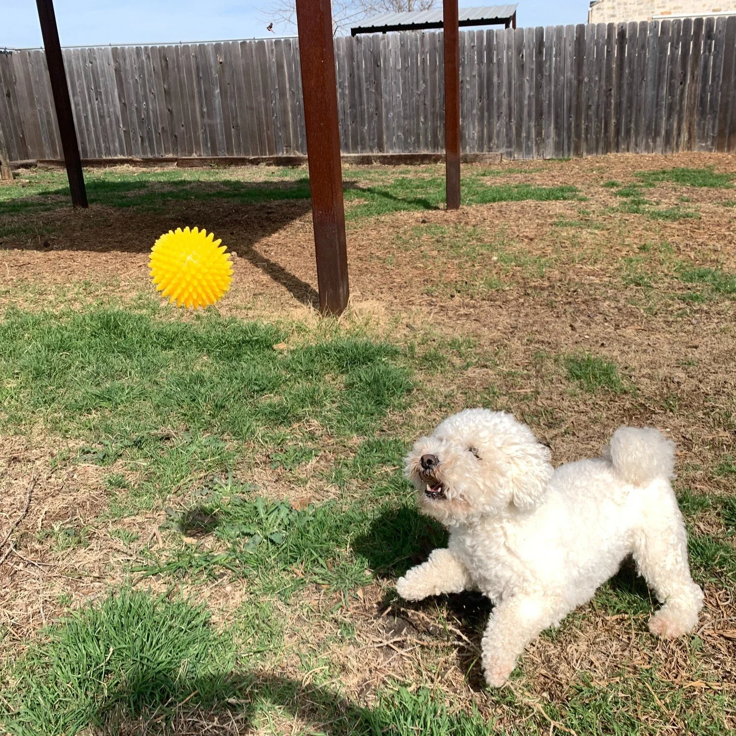 If there were an Olympic sport for playing catch, we know who&rsquo;d win. #bichonfrise #driftwoodtx #dogolympics #teddy #veterinary