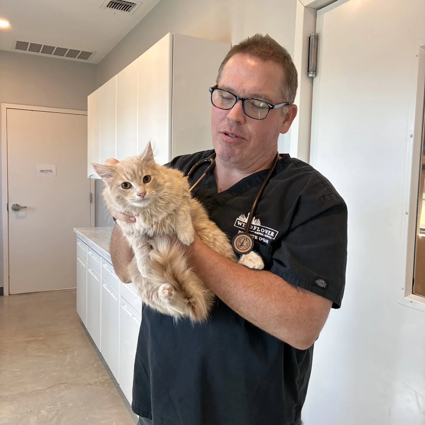 We have two rescue cats that are looking for their new homes!

Fritz, the orange fluffy male Dr. O'Gan is holding, is very shy and would be happy as an indoor/outdoor cat.  He is approximately 6 months old.

Violet, the grey female tabby, is sweet an