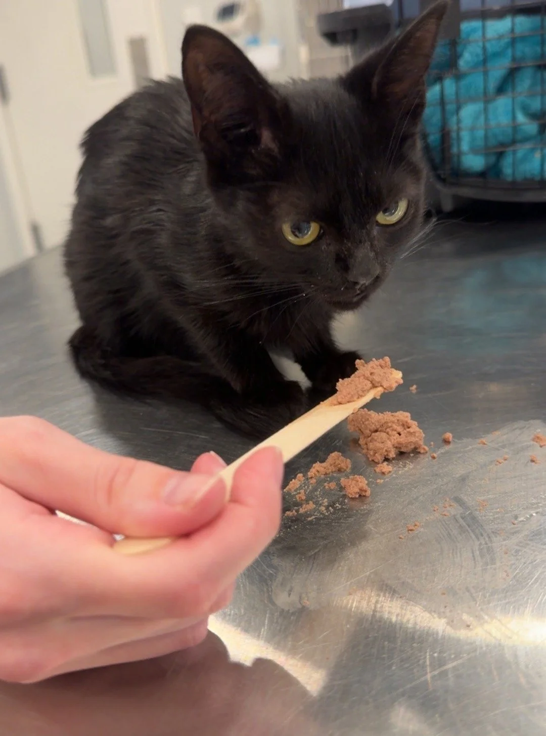 Serving up five-star kitten cuisine, one tongue depressor at a time. #driftwoodtx #kitty #secondbreakfast