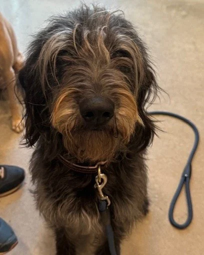 Ruby would like to speak to the snack manager. #wildflowerah #driftwoodtx #dogoftheday #girldinner