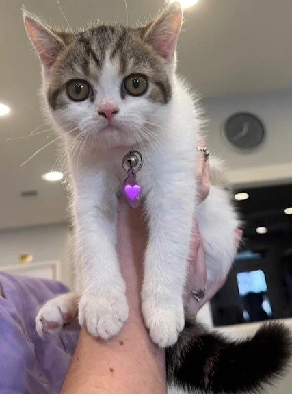Our official diagnosis: Extremely Baby&trade;. #imjustababy #driftwoodtx #scottishfold #wildflowerah