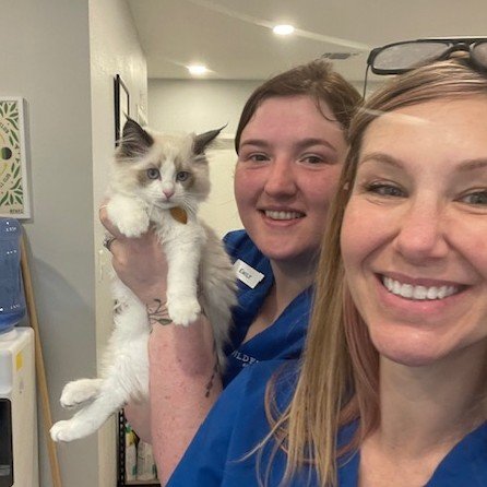 BEHOLD: the floofiest floof in all the land. #shessofluffy #kittenoftheday #wildflowerah #catloversclub