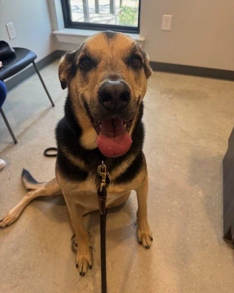 Hank is the goodest boy in the room and he knows it. #hankaroo #goodboy #dogoftheday
