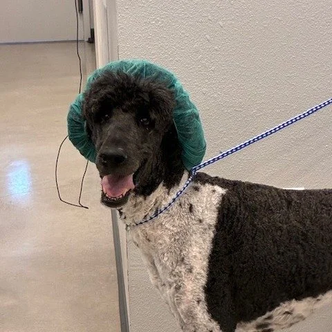 Keeping it sterile, but make it fashion. #earsup #poodle #dogoftheday