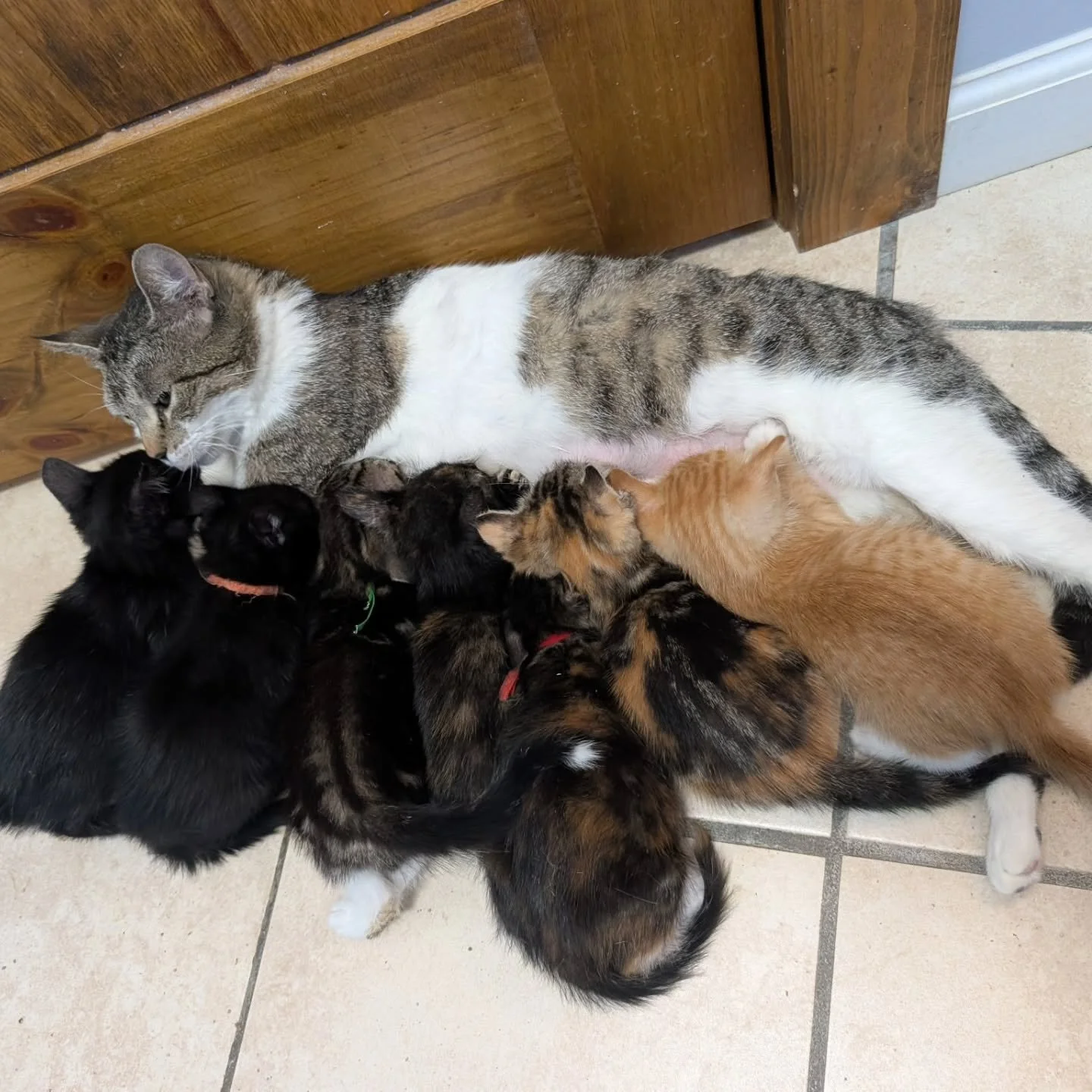 Tomorrow we'll have these cute 7 week old APA kittens available for adoption at our clinic! These little fellas are current on vaccines and are Leukemia negative.  Come by and say hi/play with/adopt a kitty! #austinpetsalive #wildfloweranimalhospital