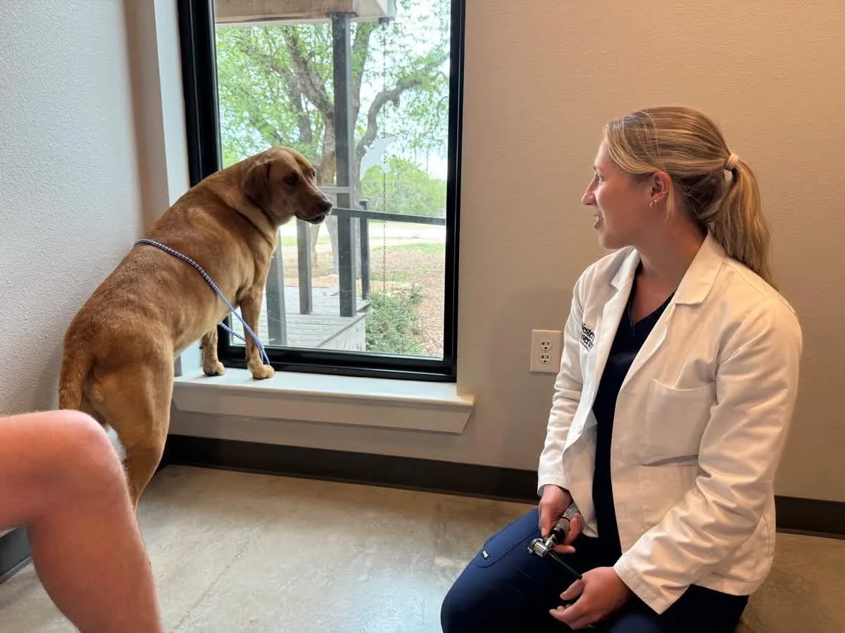 Dr. Taylor listens while Rho gives the full play-by-play of what&rsquo;s happening out the window. #neighborhoodwatch #dogoftheday #wildfloweranimalhospital