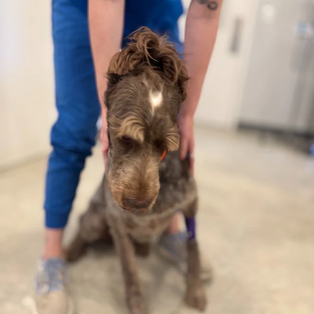 Ears secured, but we had to get creative. #ponytail #earsup #spinoneitalliano #welovelinus