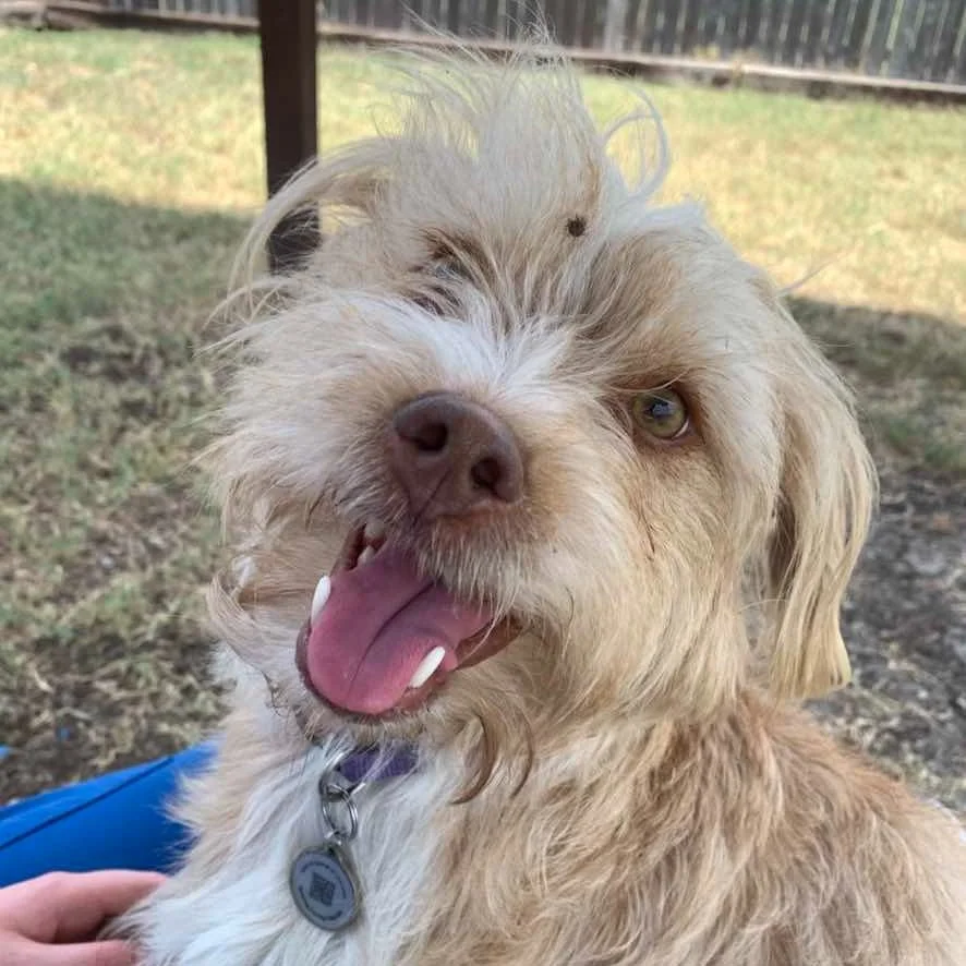 Sun's out tongues out. #dogdaysofsummer #sunnyday #dogoftheday
