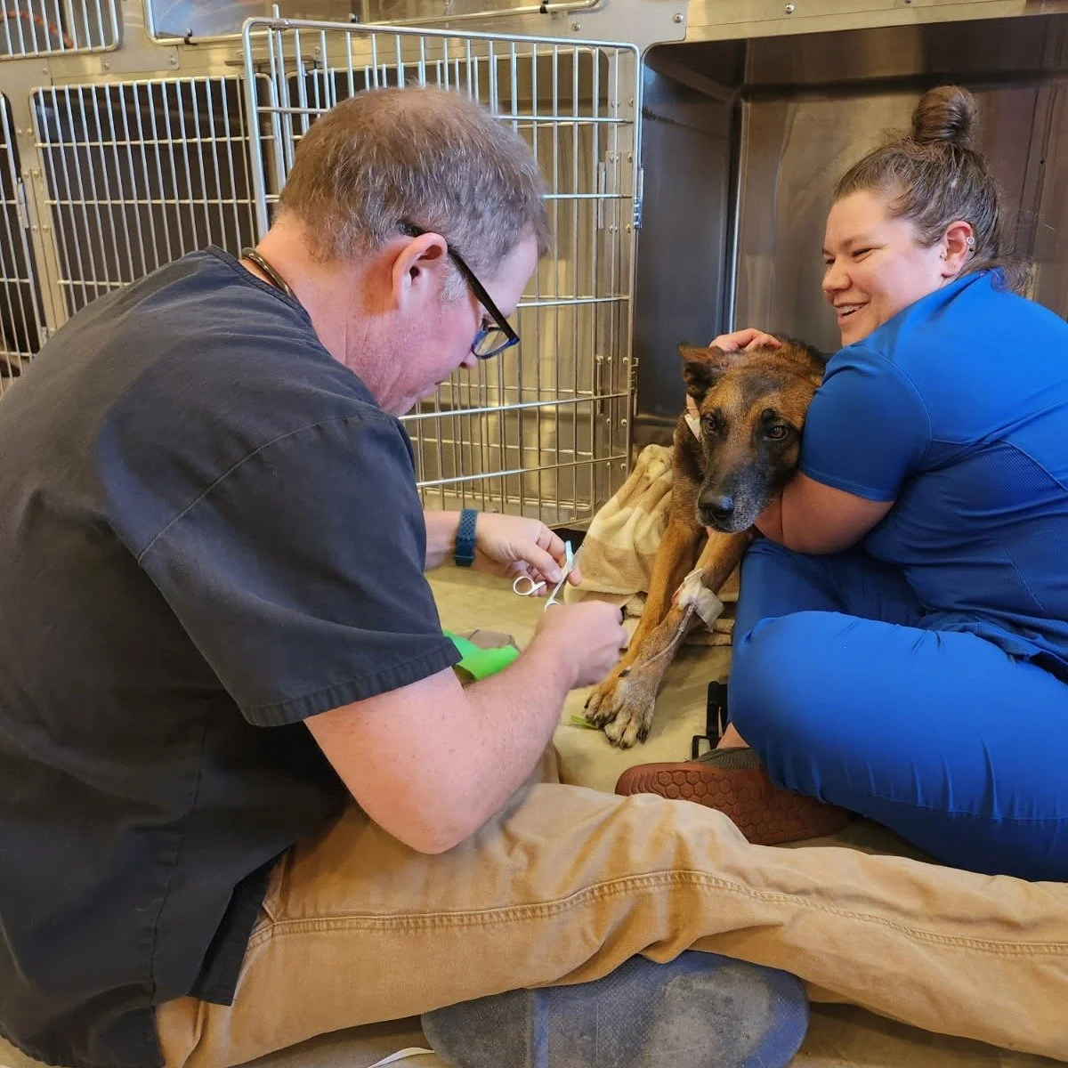 Just hanging out while the doctor fixes a thing.  #hangintherebaby #getonmylevel #belgianmalinois