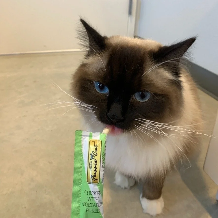 Now offering slurp therapy. #Dusty #VanillaBean #nomnomnom #catoftheday😻