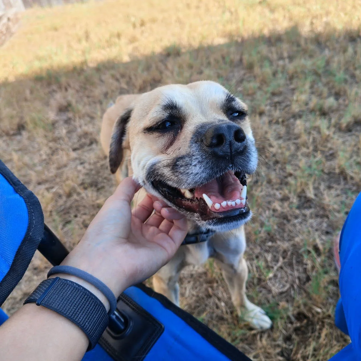 Finch says, "Hold on a moment, we aren't done here." #allhandsondeck  #adoptmeplease