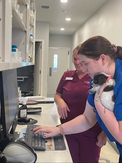 Dolly only weighs 3 pounds but is already micromanaging Emily's entire shift. #SheMeansBusiness #dogoftheday #girlboss