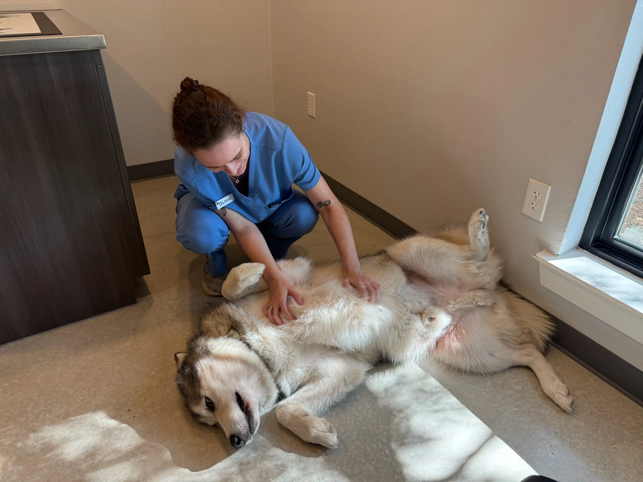 This is what we call tummy time.  #Timber #Malamute #dogoftheday