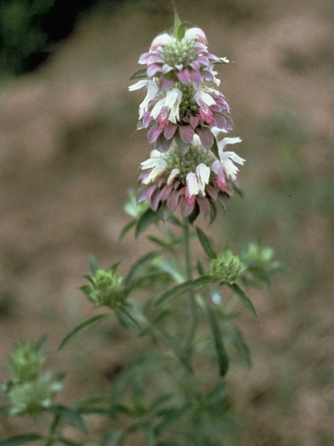 HORSEMINT