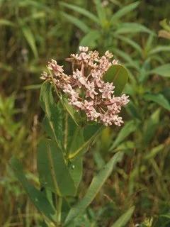 PAIRIE MILKWEED