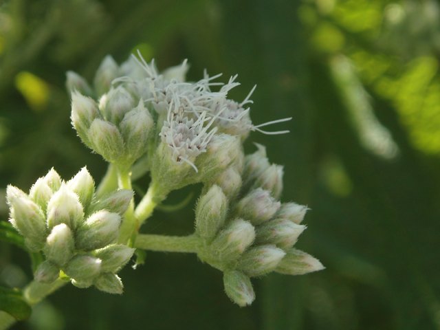 BONESET