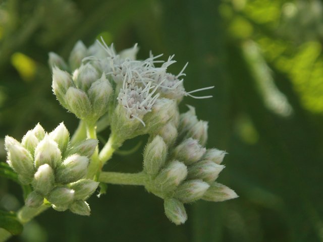 BONESET