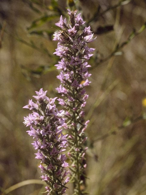 LIATRIS