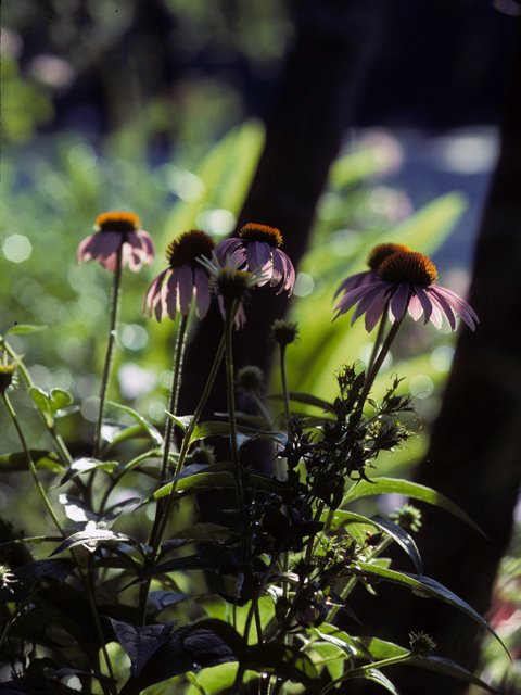 PURPLE CONEFLOWER