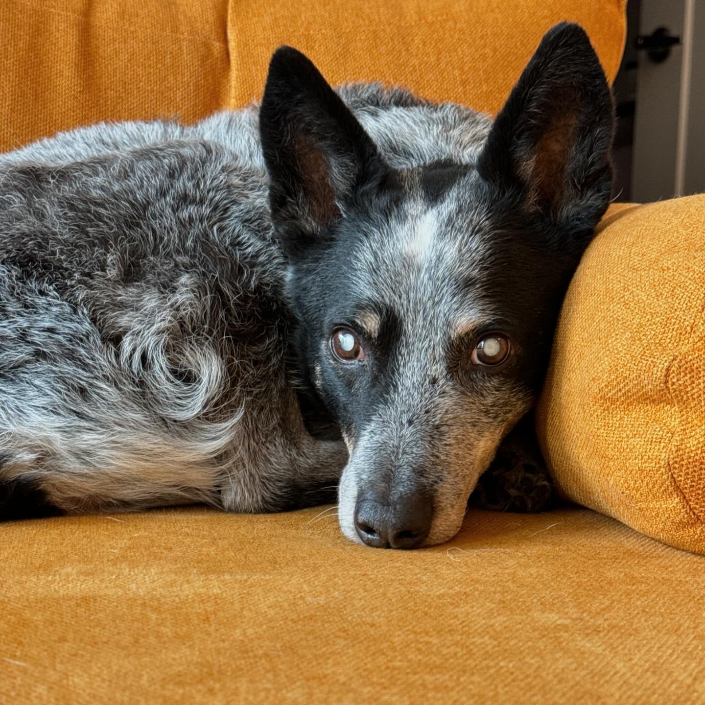 👋 Okay, HELLO new people! You probably saw the About Me (🥱) post but who cares because MEET MY DOG 🐶 
Renshaw is a 10 year old Australian Cattle Dog (technically he has a German shepherd grandparent, so that&rsquo;s fun!) and he has bilateral, mat