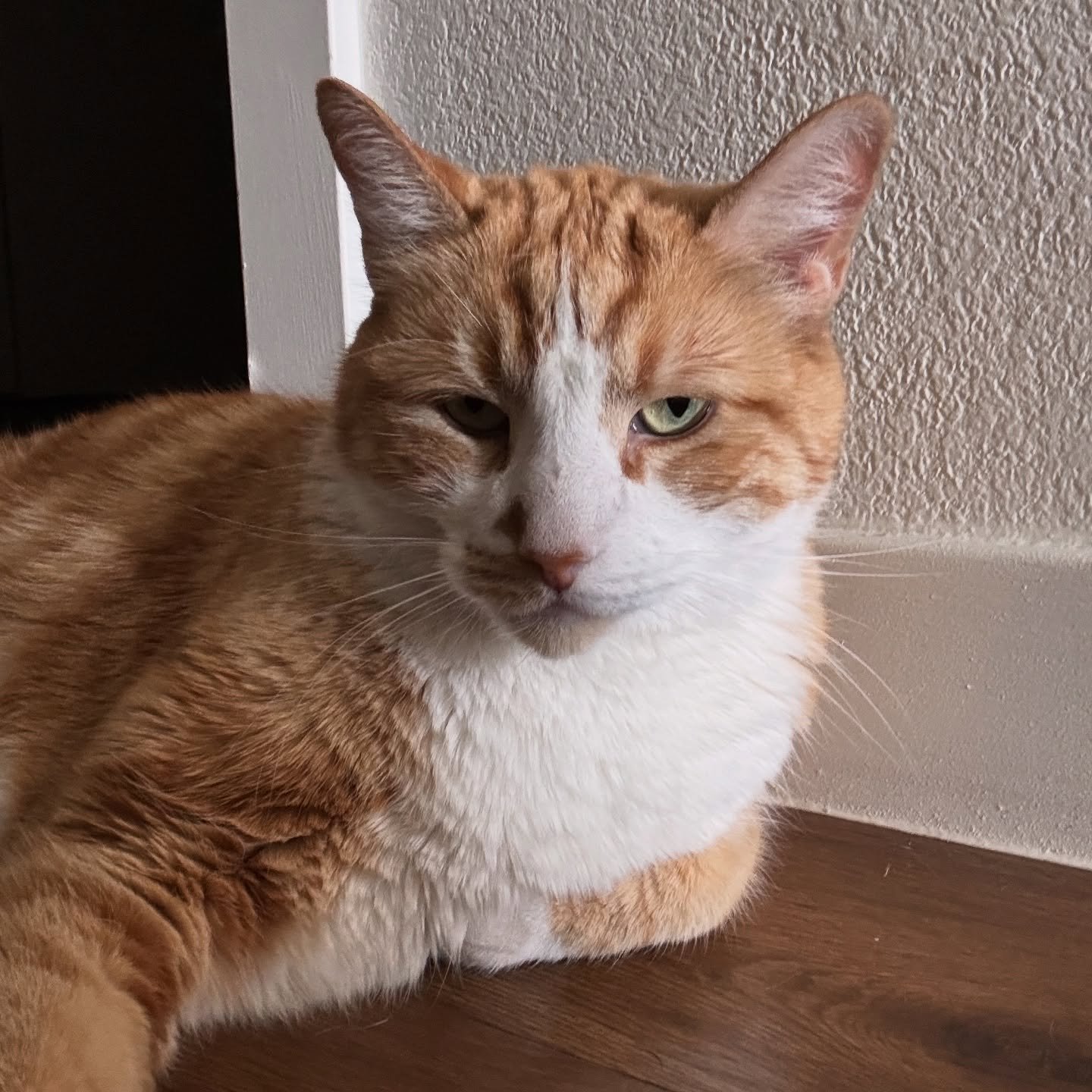 Always happy when the cats want to hang out 🤩