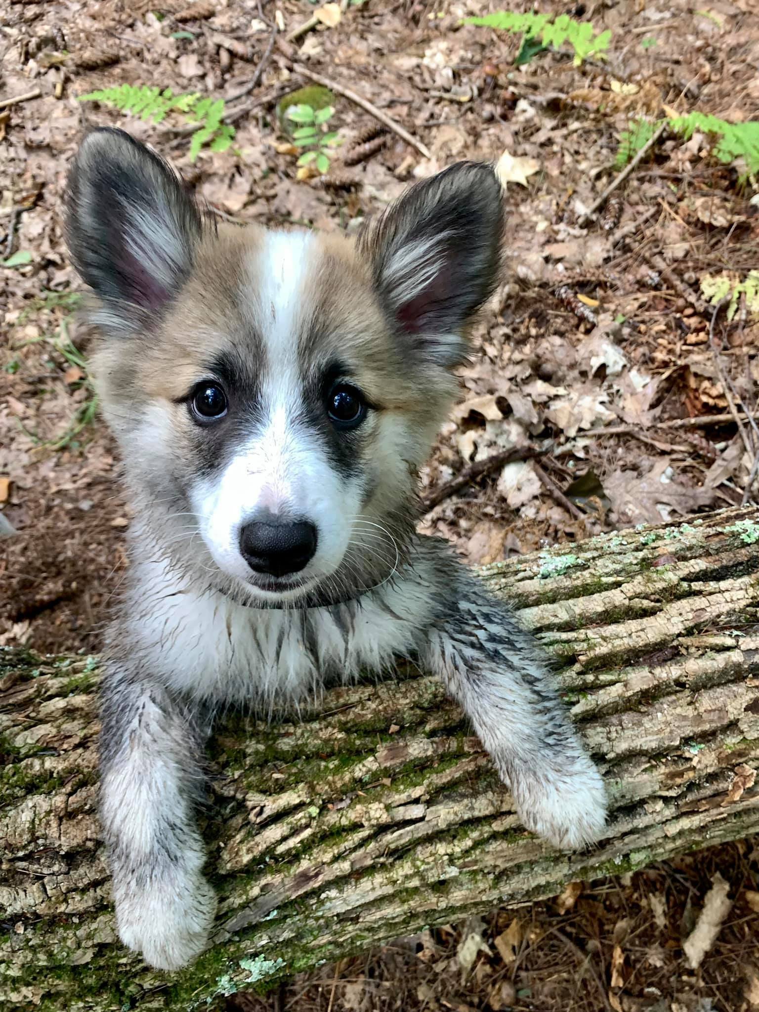 Super Puppy (self study)