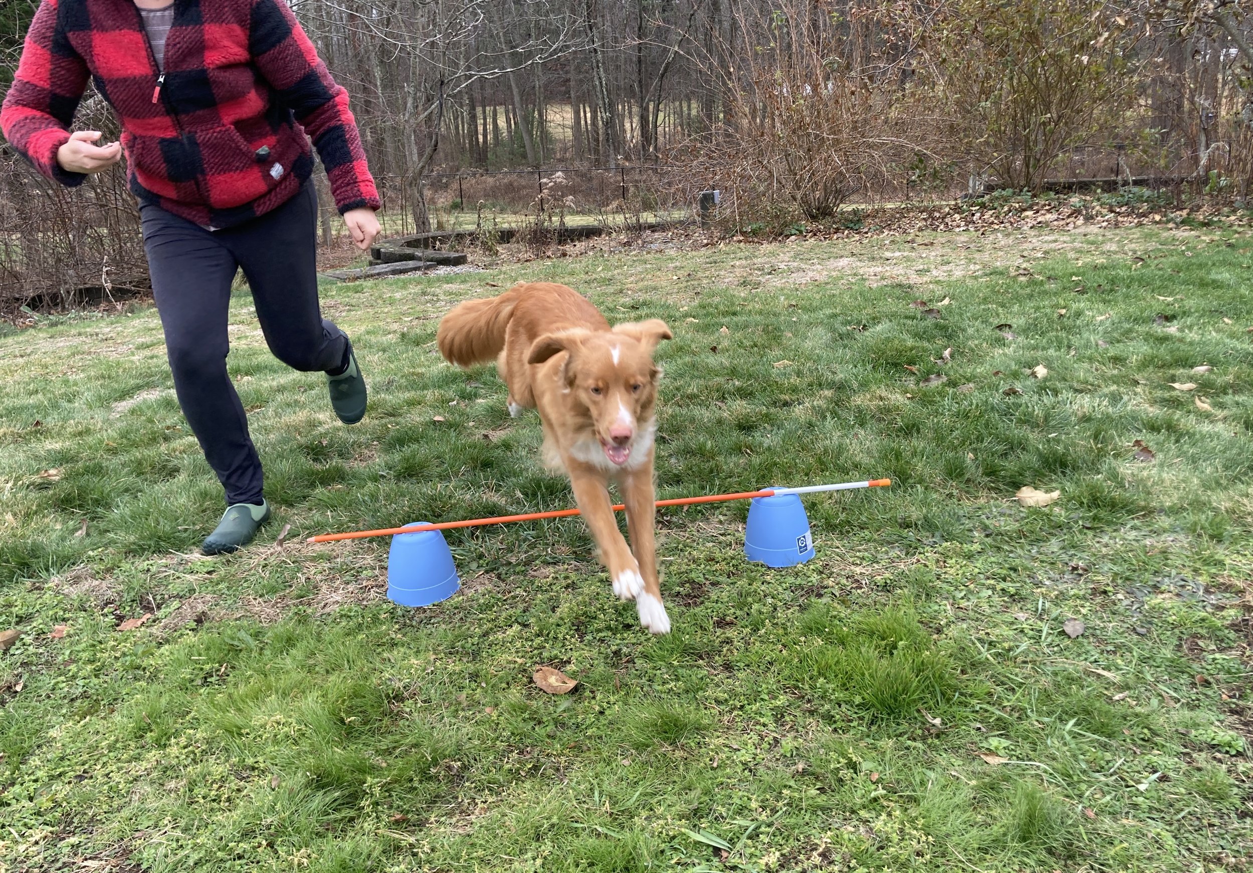 5 Items To Take Your Dog's At-Home Agility Training To The Next