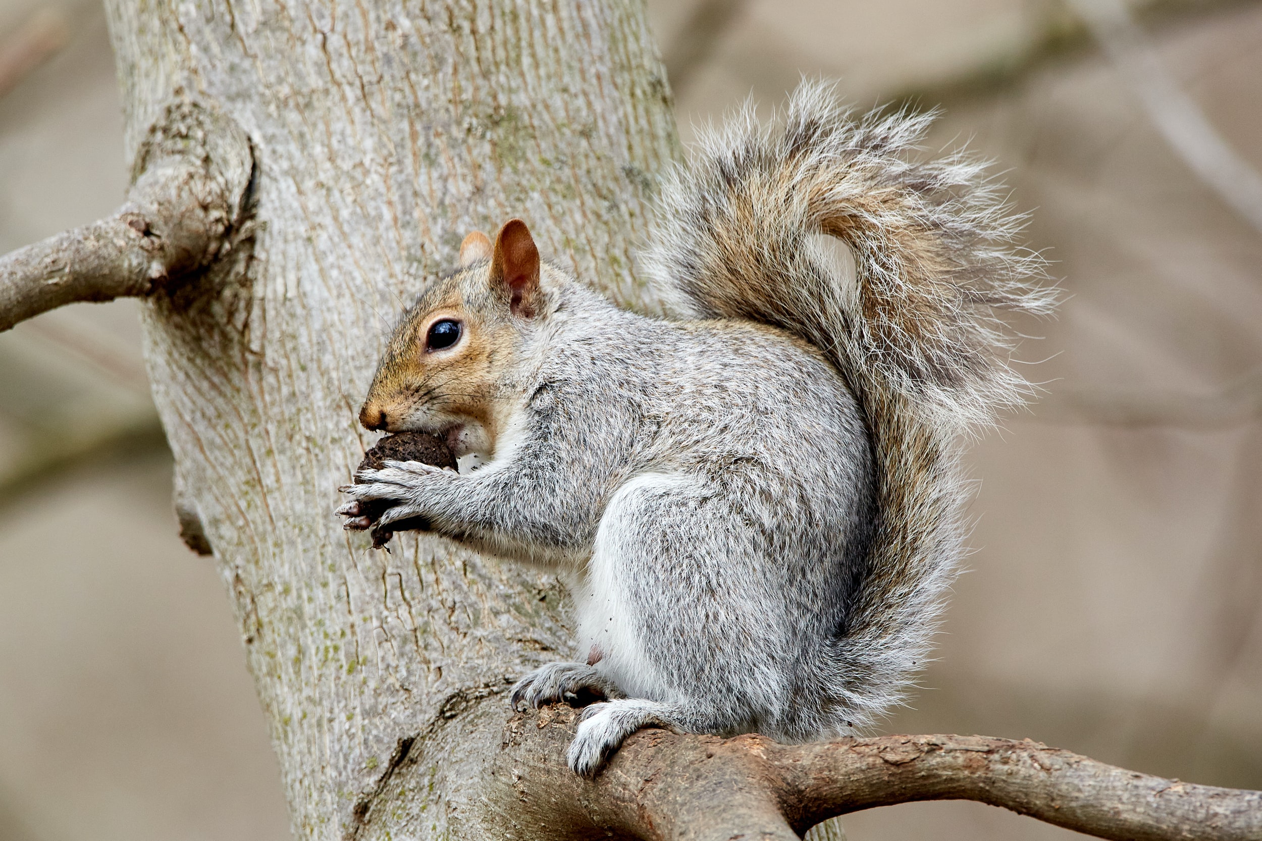 Eastern gray squirrel