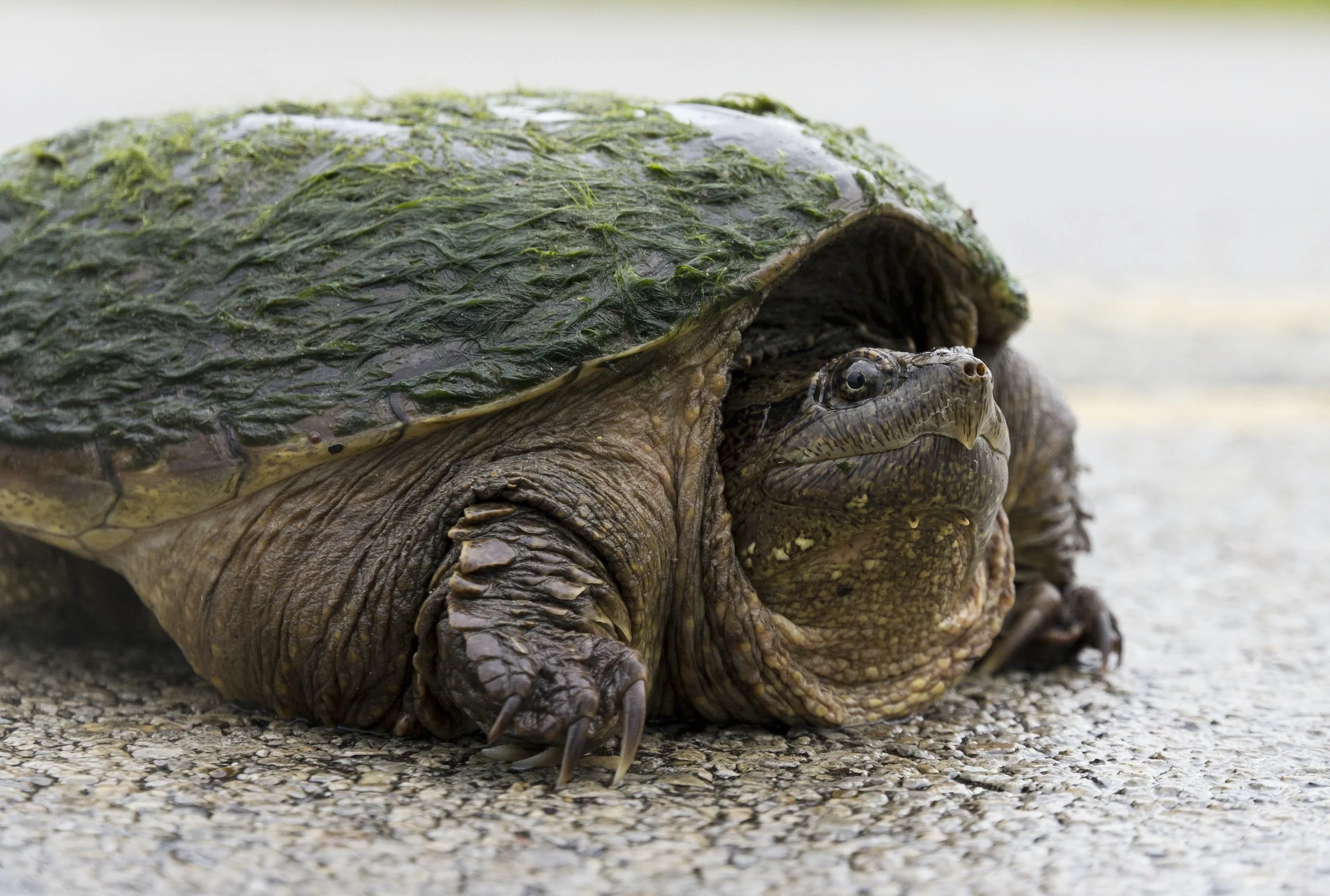Eastern Snapping Turtle Forest Park Living Lab