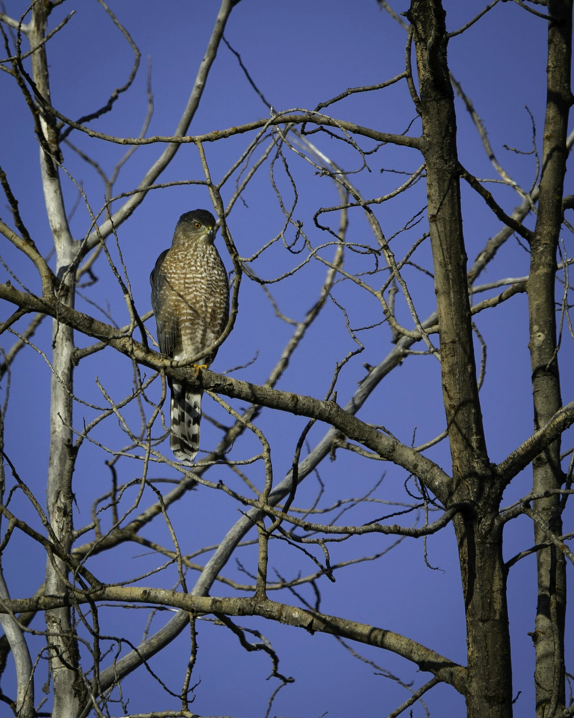 Cooper's Hawk