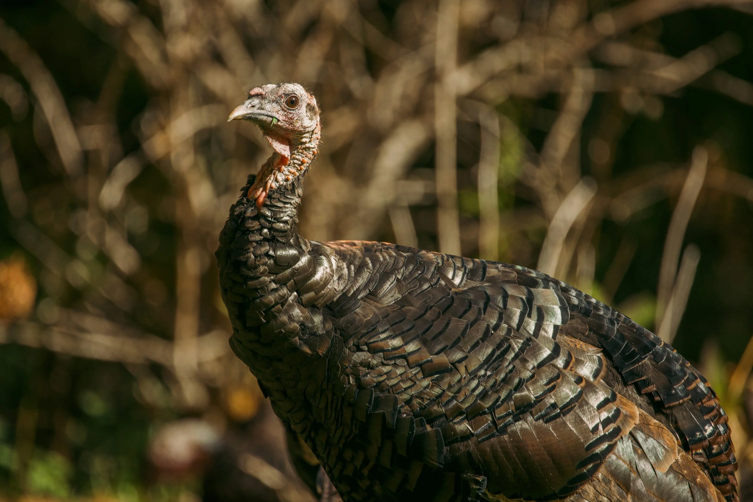 Wild Turkey