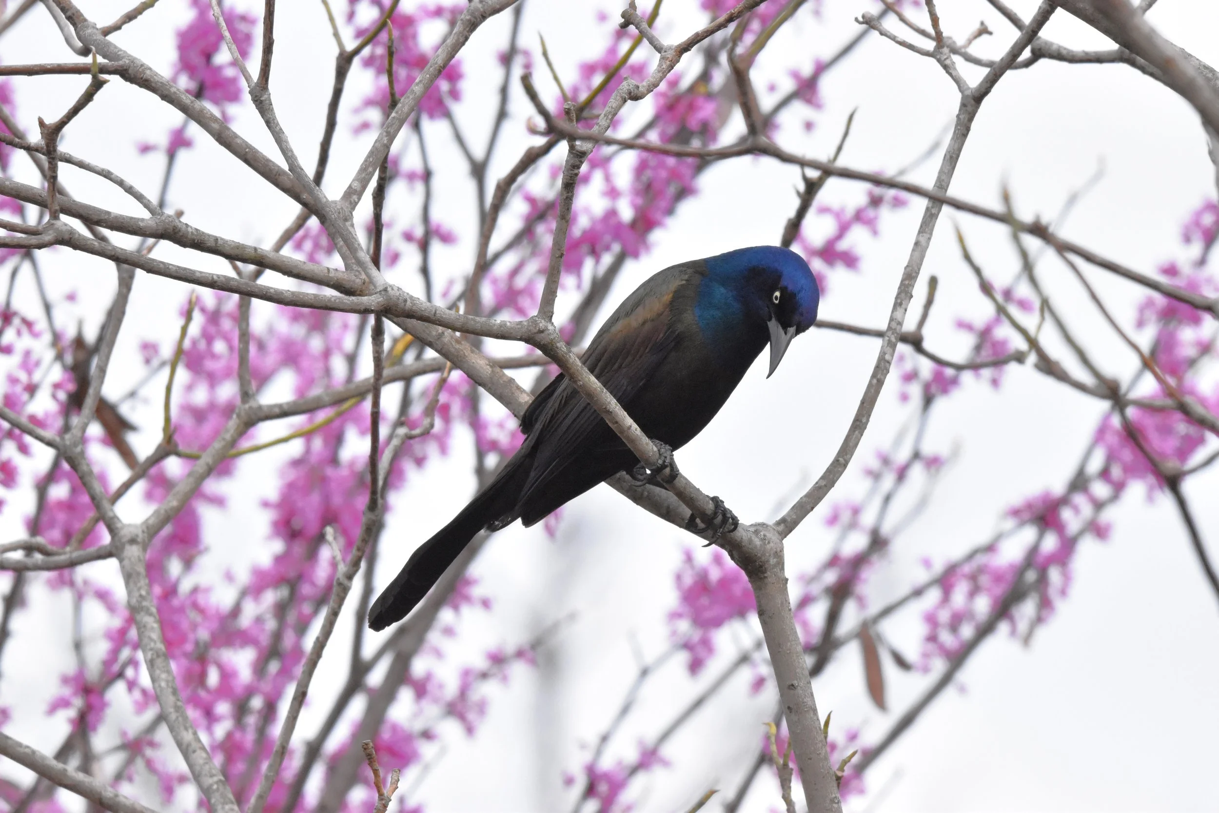 I spy with my little eye… something feathery