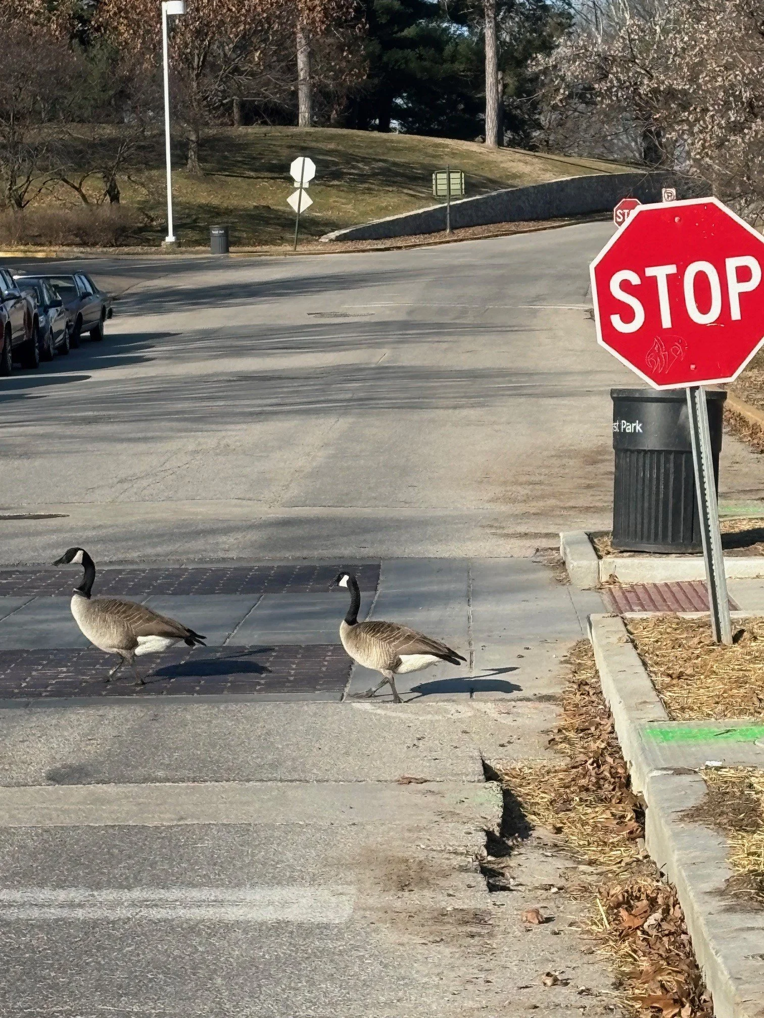 Fran – the goose who knows her road signs!