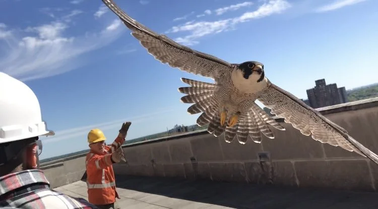 Fun with Falcons