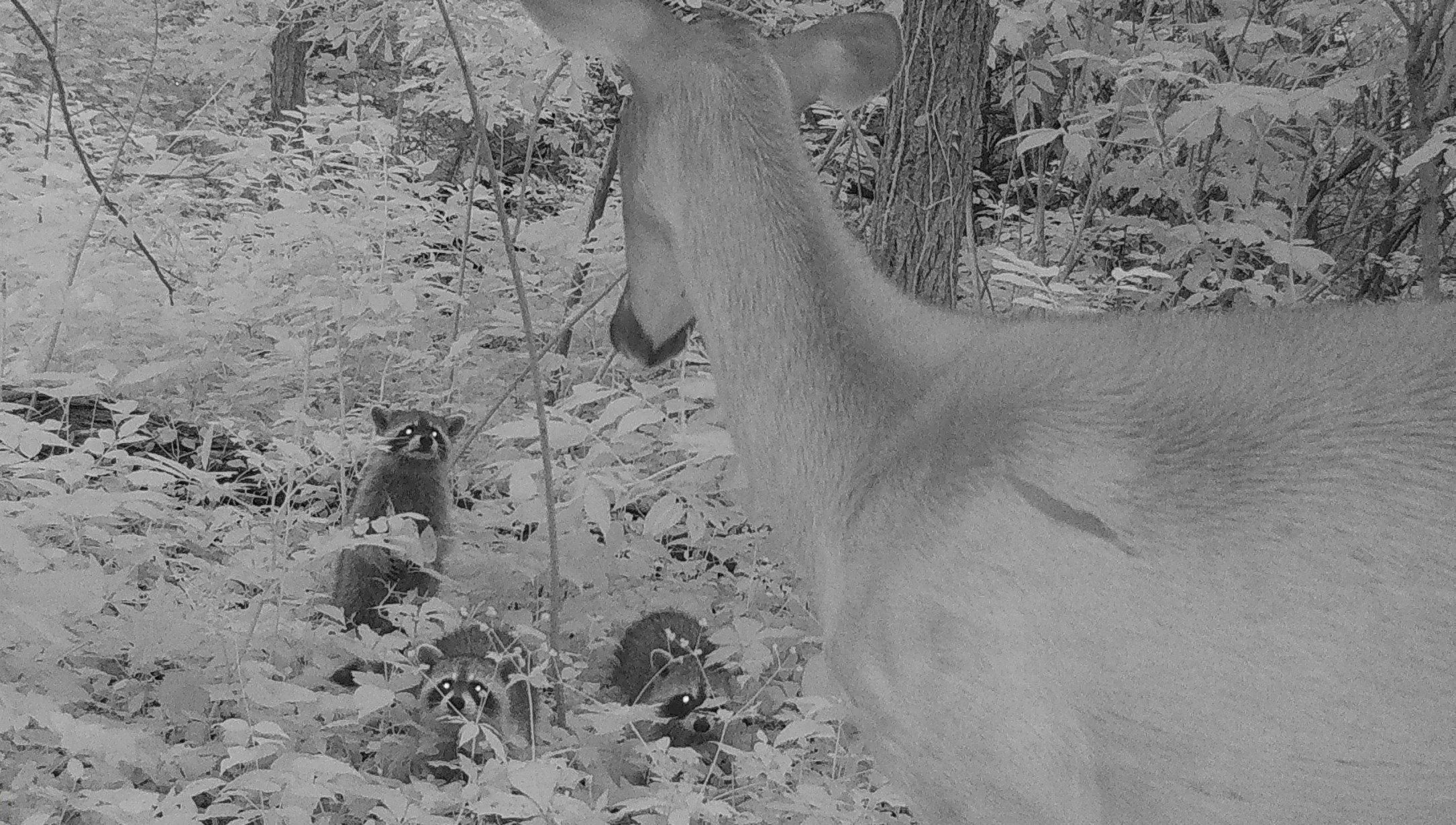 Why do raccoons cross the road? 
