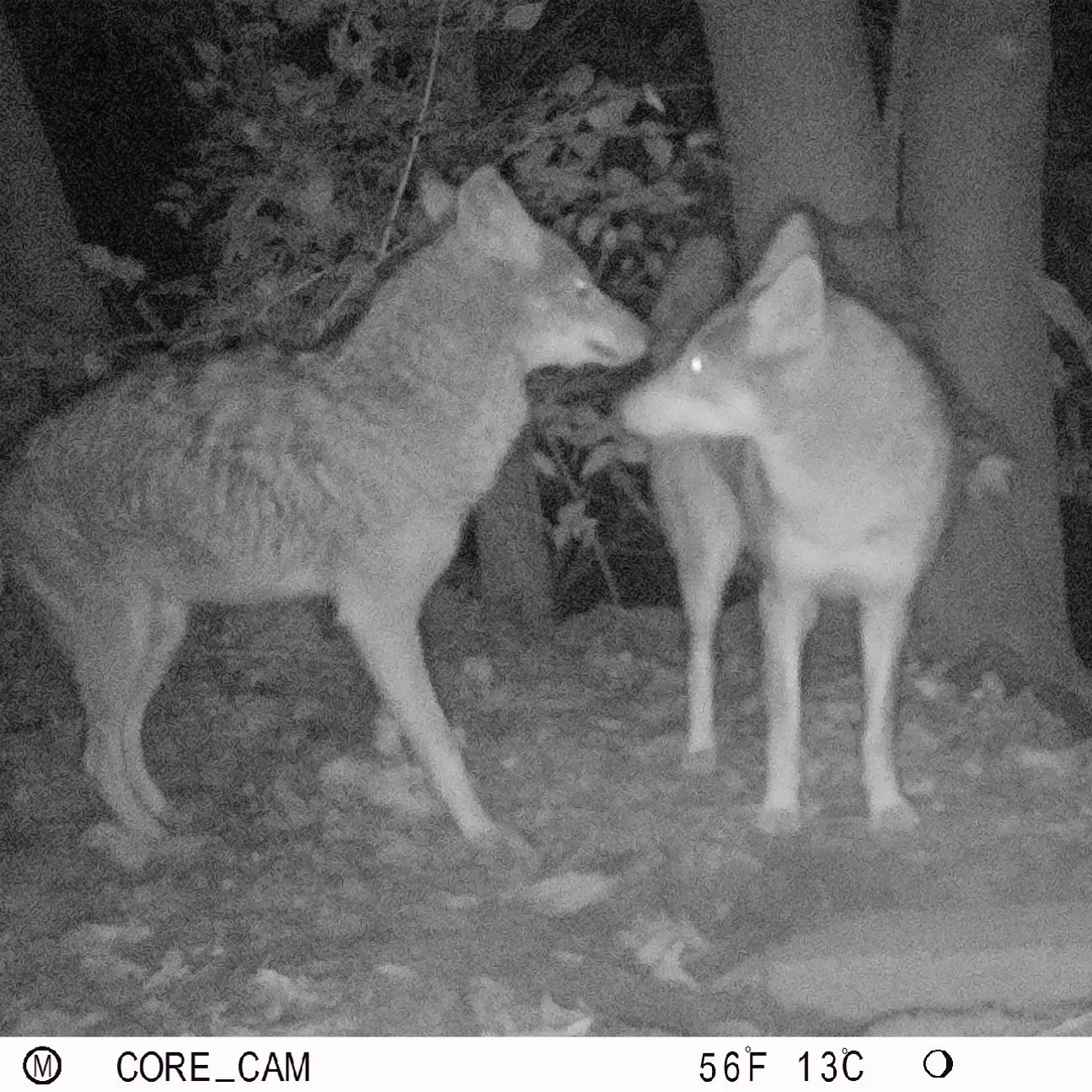 Coyotes Silver and Solar logged hundreds of miles crisscrossing St. Louis