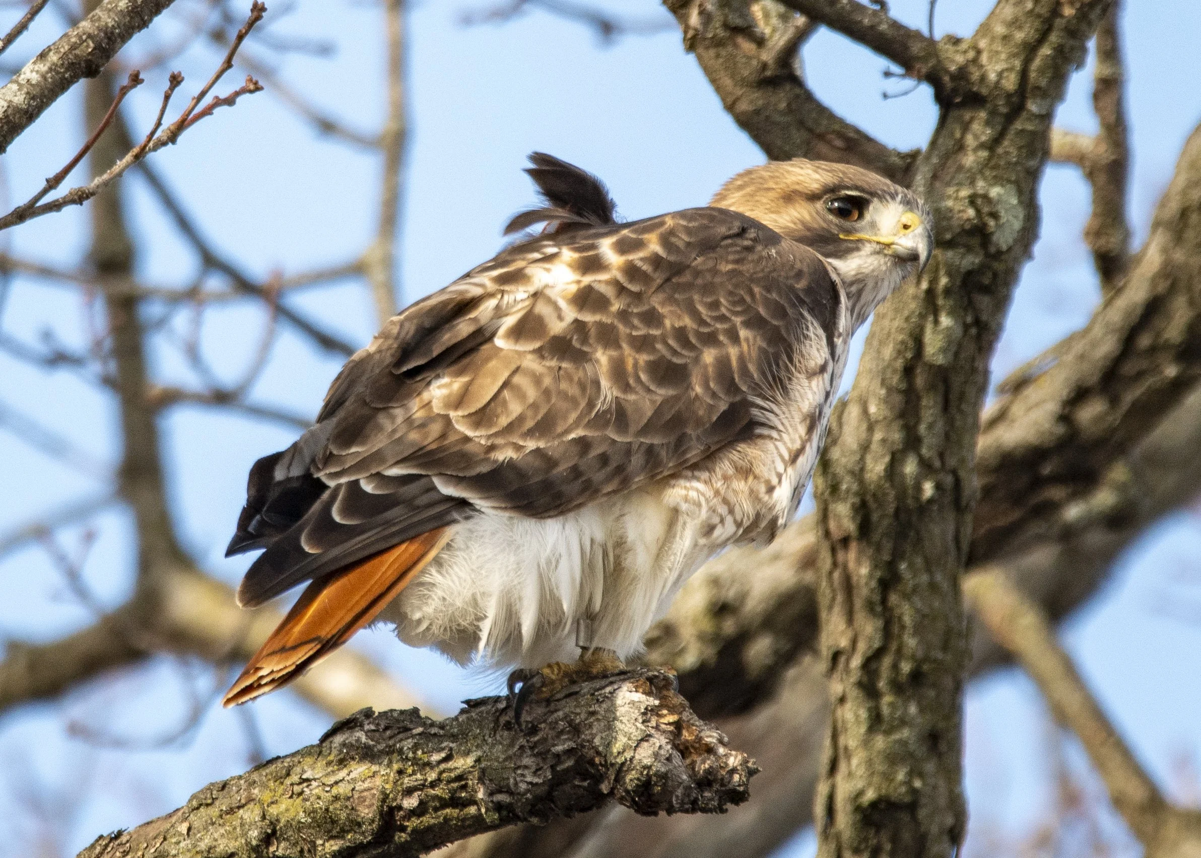 Clyde in Sycamore.jpg