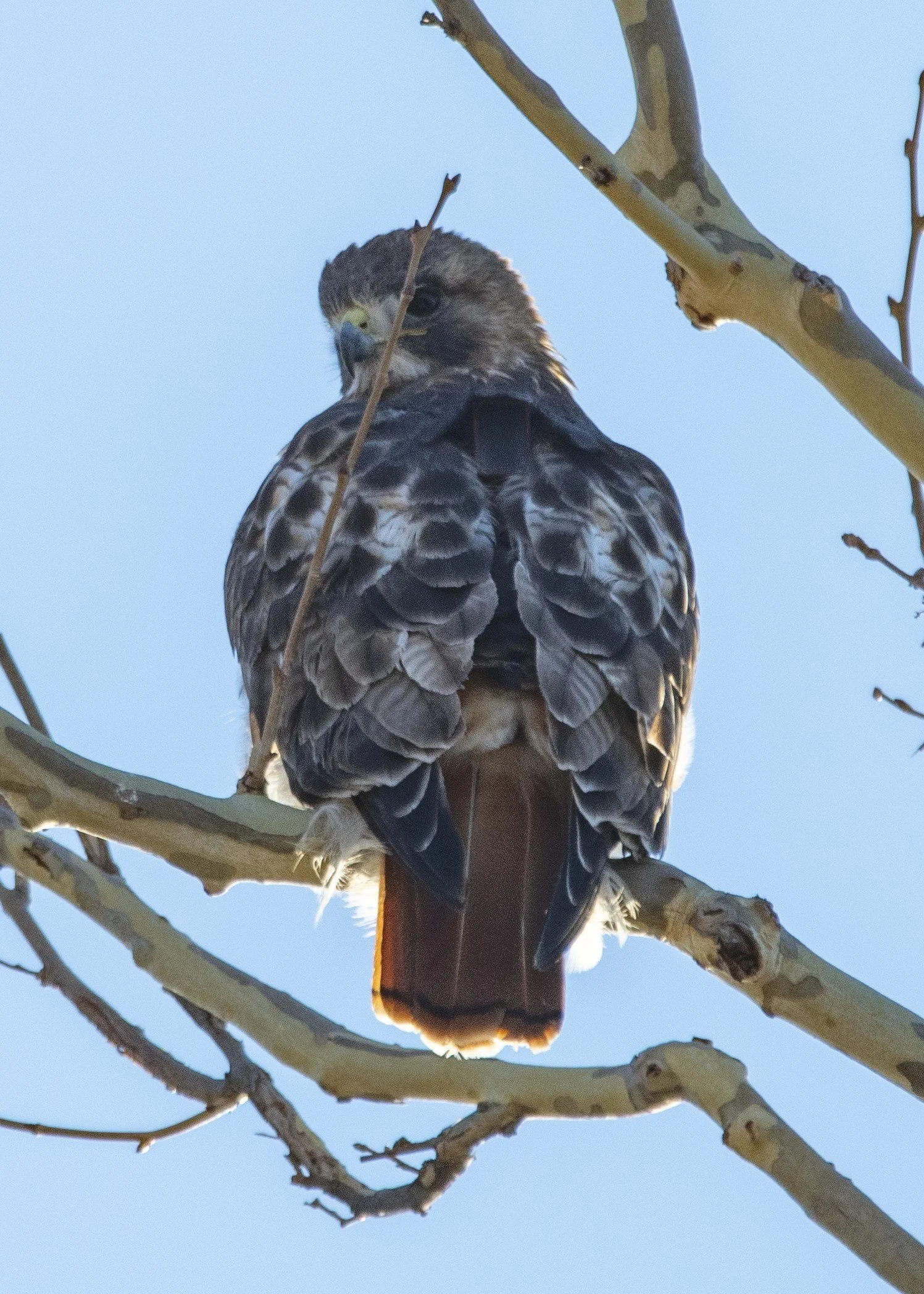 bonnie or clyde from back showing tag.jpeg