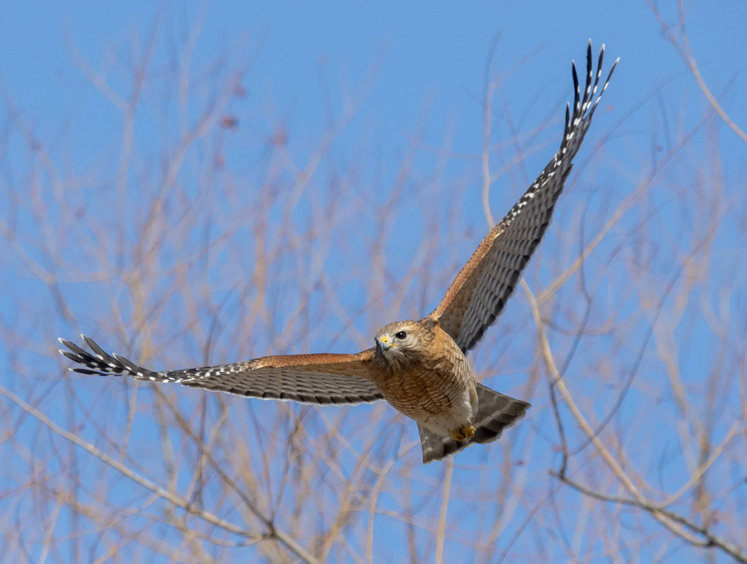 A Morning Walk and Ride in Forest Park
