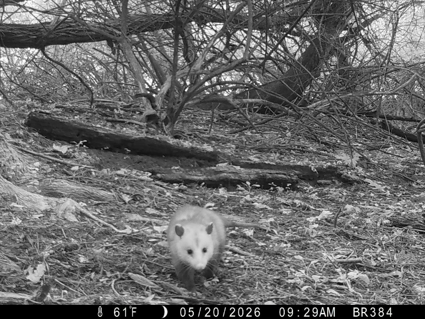 opossum.jpg