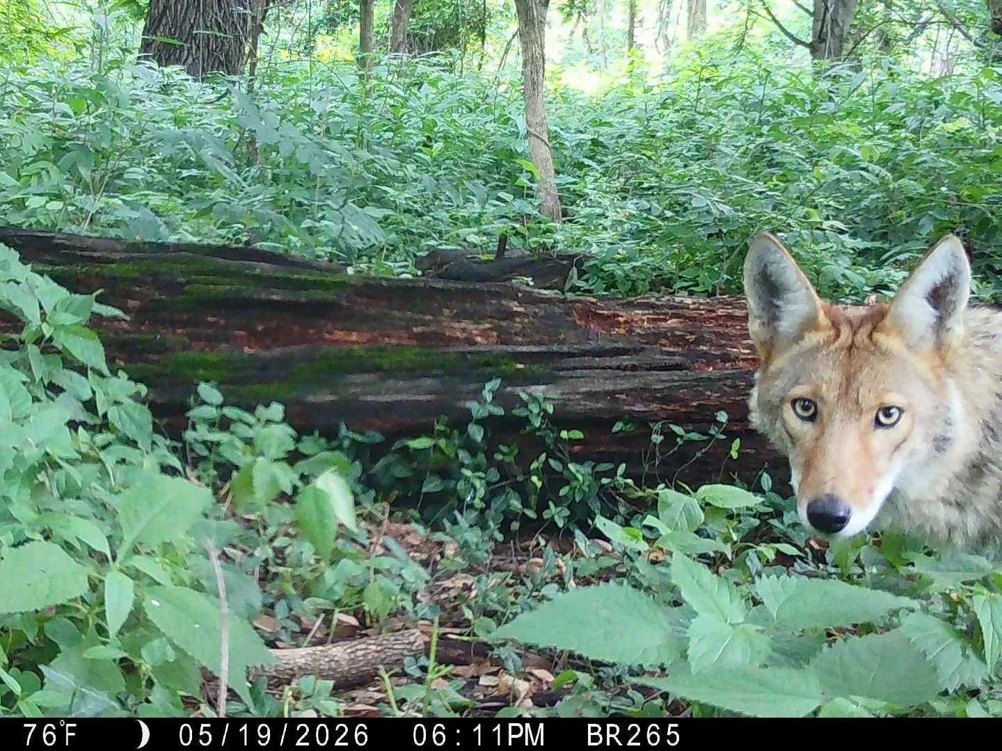 FP+coyote.jpg