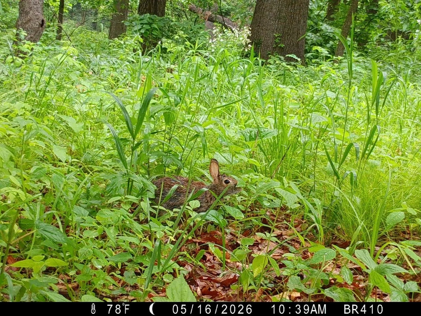 cottontail.jpg